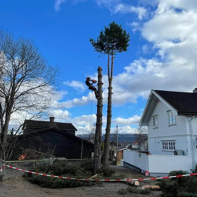 Oversiktsbilde av trefelling i boligområde med sperrebånd og kuttede trestammer.