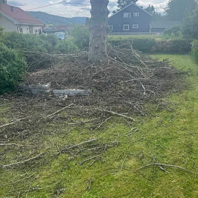 Kvist og greiner samlet rundt trestamme i hage etter beskjæring og trefelling.