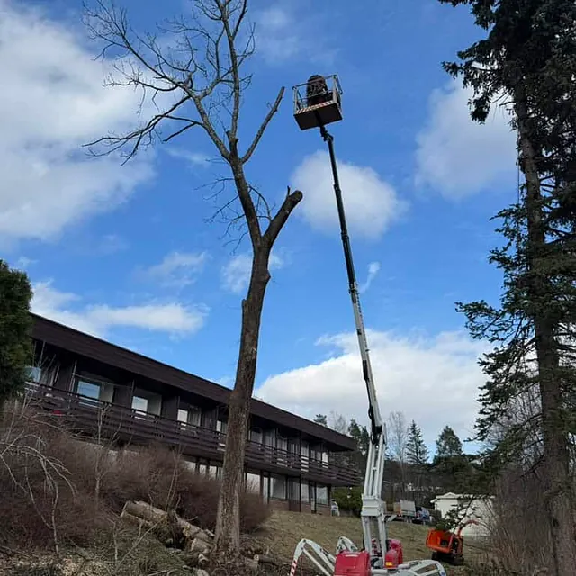 Lift brukes til trefelling av høyt tre nær bygning med utstyr og maskiner på bakken.