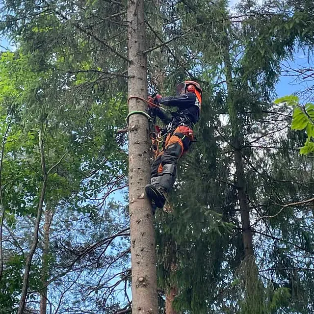Trefeller klatrer i høyt tre med sikkerhetsutstyr og tau for kontrollert nedtaking.