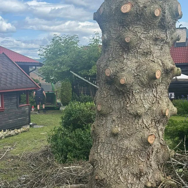 Stor trestamme med avkappede greiner ligger på bakken med kvist og hage rundt.