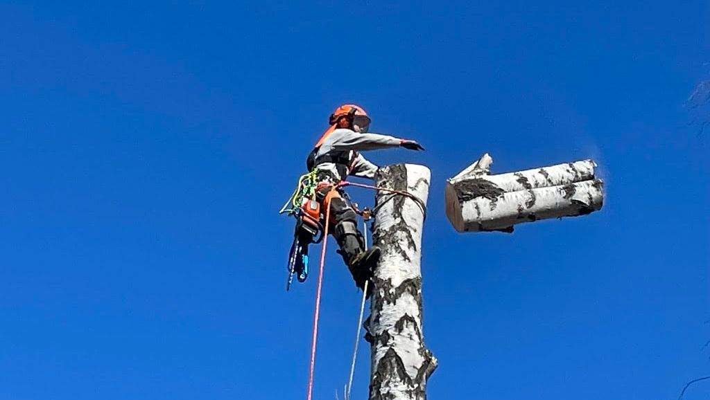 Trestamme kappes i seksjon og faller kontrollert ned under profesjonell trefelling.