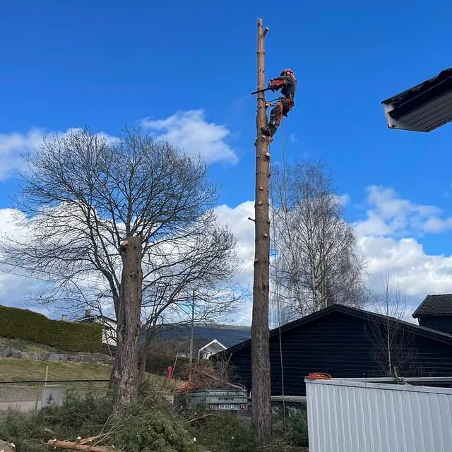 Trefeller arbeider høyt oppe i stamme med tau og motorsag nær bolighus.