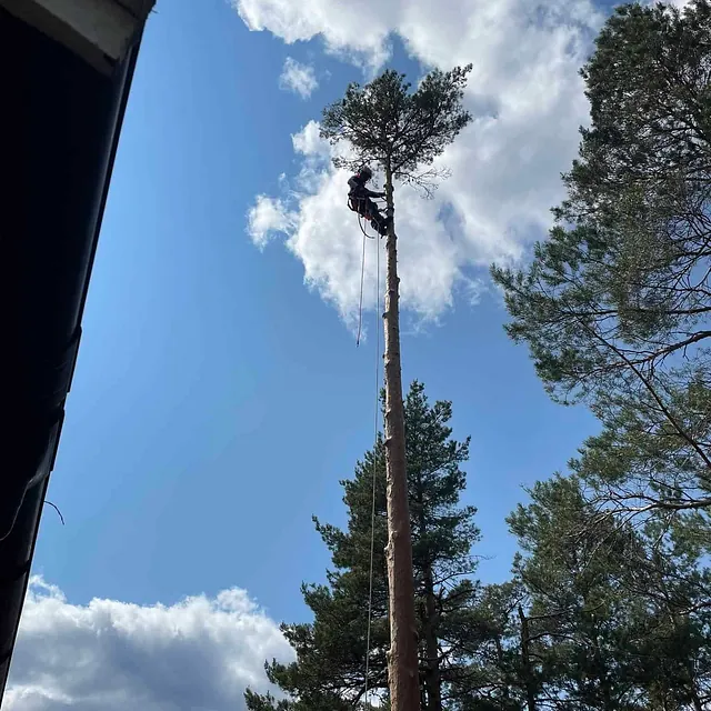 Trefeller jobber på høy stamme med tau og utstyr under åpen himmel i skogsområde.