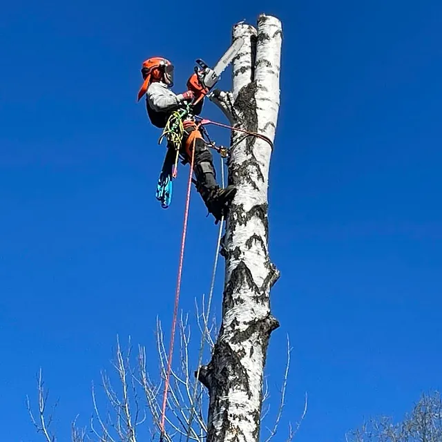 Arborist bruker motorsag mens han er sikret med tau høyt oppe i trestamme.