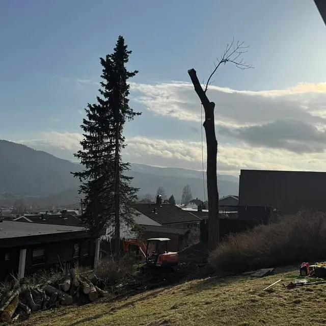 Delvis felt tre står igjen i landskap med utsikt over boligområde og fjell i bakgrunnen.
