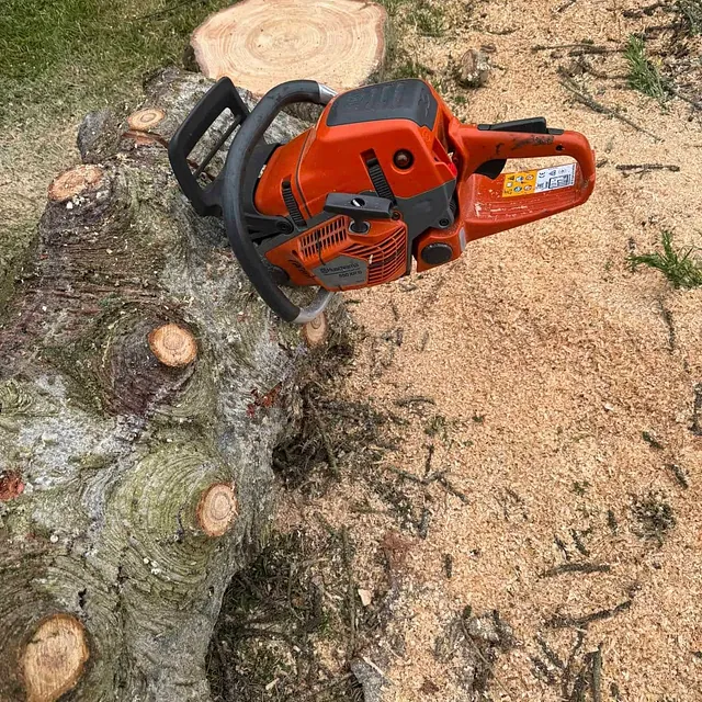 Motorsag plassert på stubbe med sagflis rundt etter felling og kapping av tre.