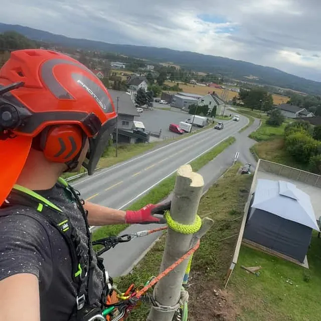 Trefeller sikret med tau og sele arbeider i høyden med utsikt over vei og boligfelt.