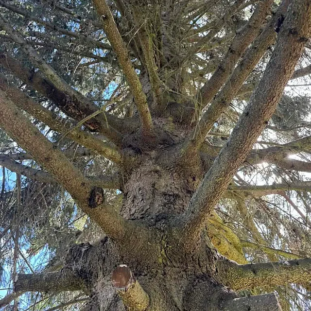 Kamera peker opp langs stort tre med mange greiner som strekker seg ut fra stammen.