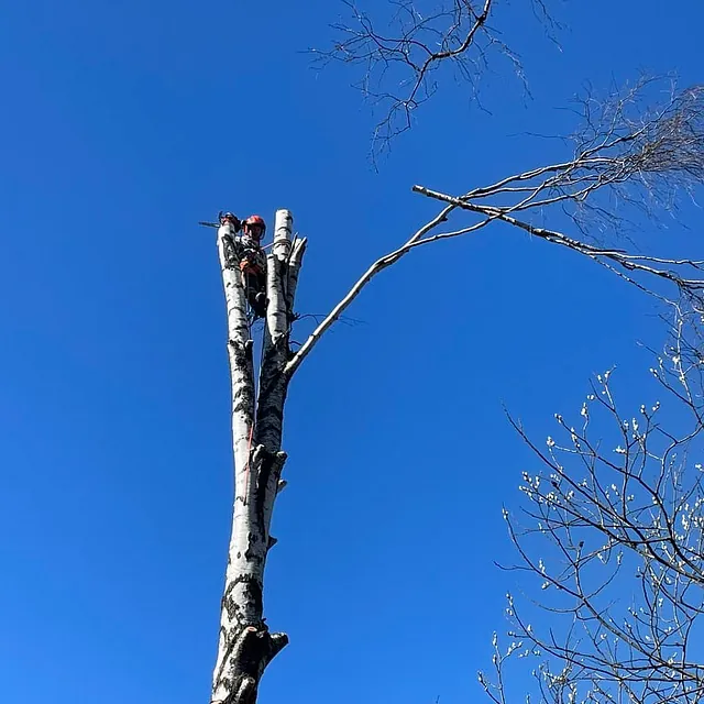 Trefeller i sikkerhetsutstyr kutter toppen av høyt tre mot klar blå himmel.