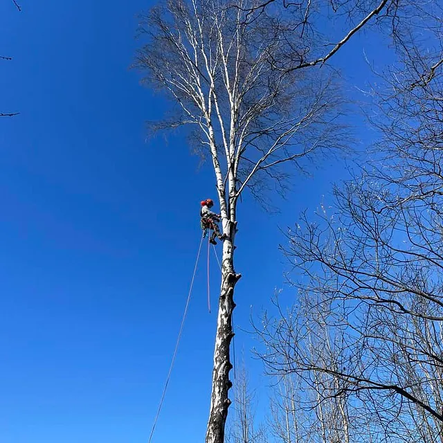 Arborist klatrer og sikrer seg i høyt tre før videre beskjæring og felling.