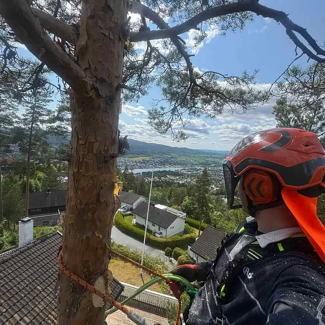 Trefeller i sele arbeider i tre med utsikt over boligområde og innsjø i solrikt landskap.