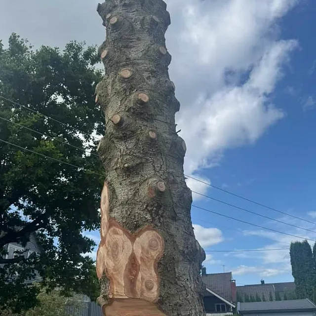 Stor trestamme kappet ned med synlige kuttflater og greiner fjernet før videre arbeid.
